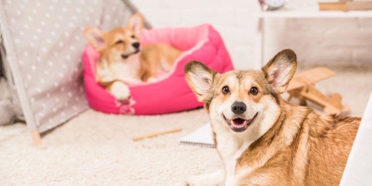 As 4 raças de cães mais calmas para casas e apartamentos pequenos
