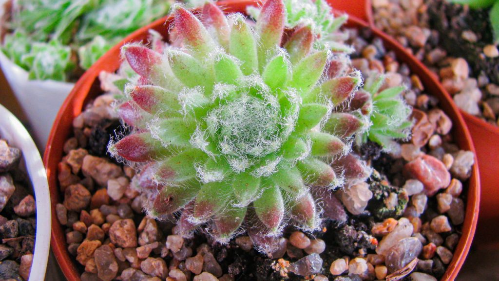 Suculenta