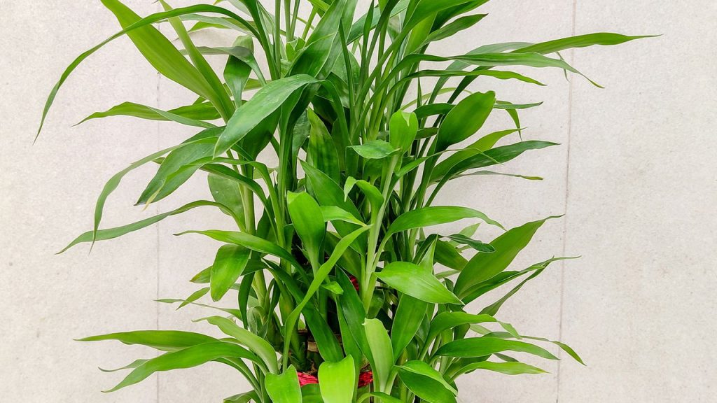 Plantas