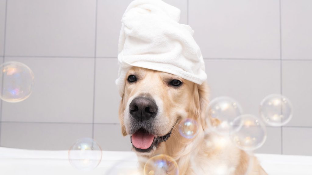 O melhor cuidado para pets idosos começa com essa mudança