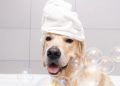 Banho sem estresse! Transforme a rotina do seu cão com essas dicas