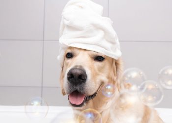 Banho sem estresse! Transforme a rotina do seu cão com essas dicas