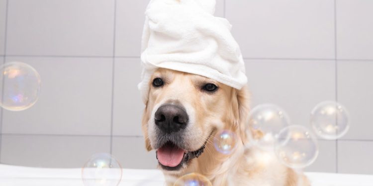 No calor forte muitos tutores acham que o cachorro precisa de banho com mais frequência - Créditos: depositphotos.com / IrinaKashaeva