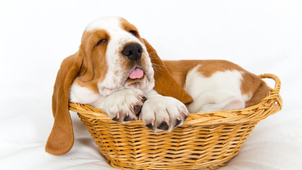 As 4 raças de cães mais calmas para casas e apartamentos pequenos