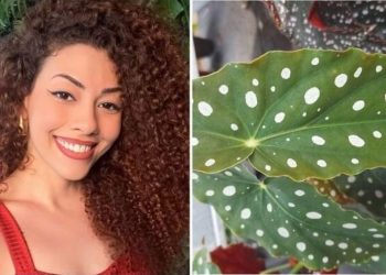 Alexandra, jardineira "Como cultivar uma begônia asa-de-anjo?"