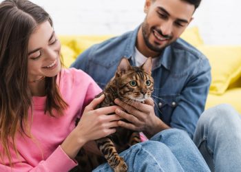 Como se tornar a pessoa favorita do seu gato?