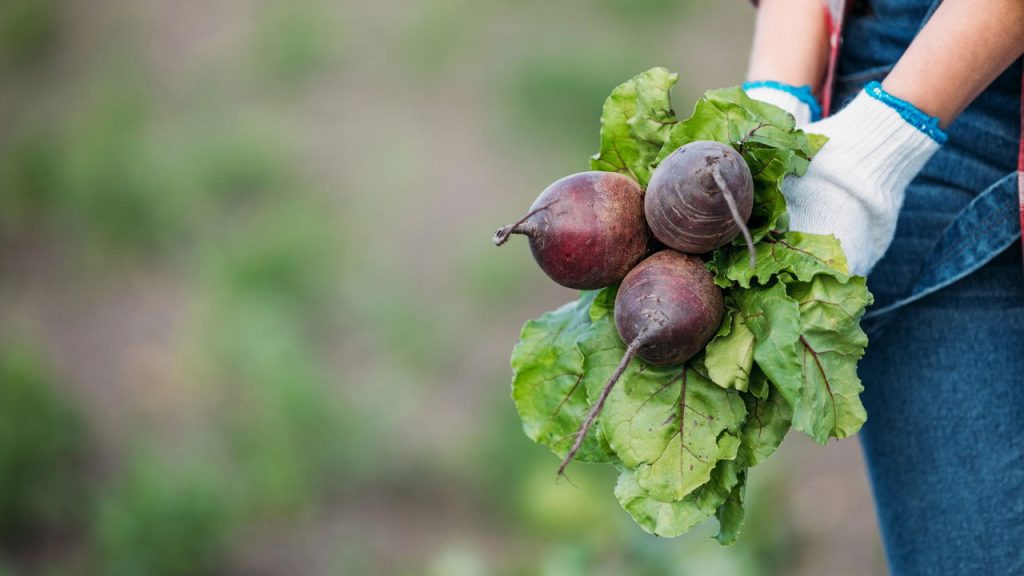 Esse vegetal melhora sua saúde e é fácil de plantar no quintal