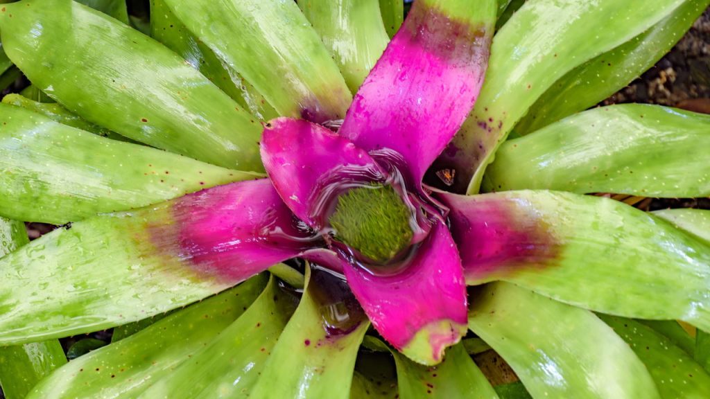 Bromélias