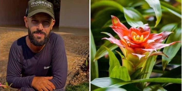 Samyr Chuluc, jardineiro "Como fazer a limpeza das bromélias?"