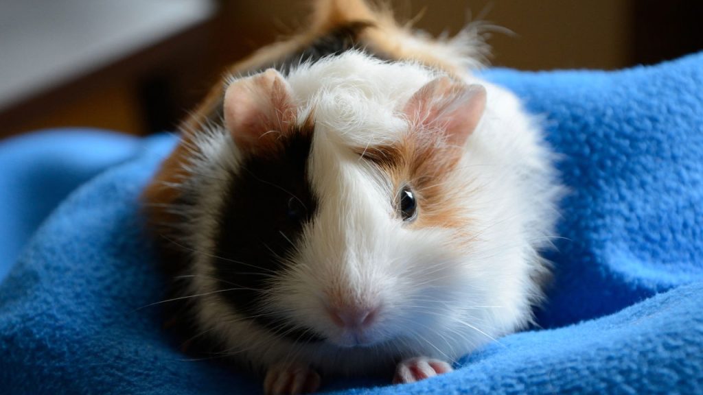 Os 5 pets exóticos mais carinhosos e permitidos no Brasil
