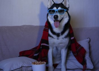 A rotina noturna curiosa dos cães e gatos dentro de casa