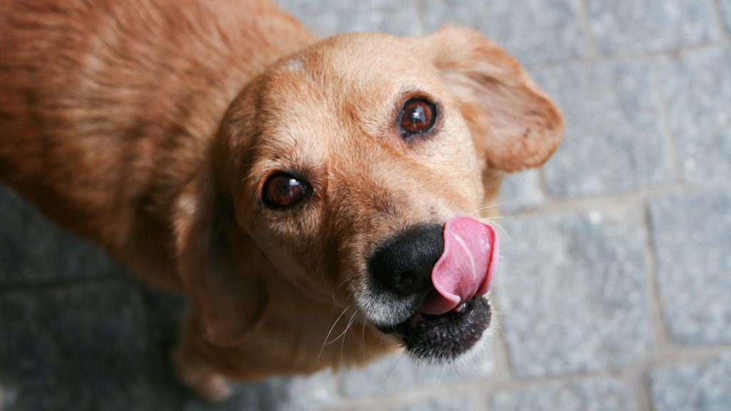 O que o focinho do seu cão revela sobre a saúde dele vai te surpreender