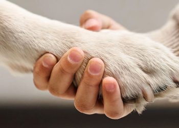 Por que alguns cães se apegam tanto a uma única pessoa