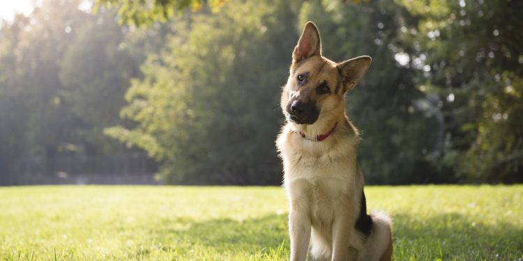 Top 4 cães de guarda mais rápidos e obedientes