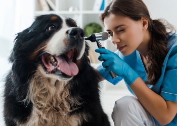 O que significa quando seu cachorro uiva à noite, segundo especialistas?