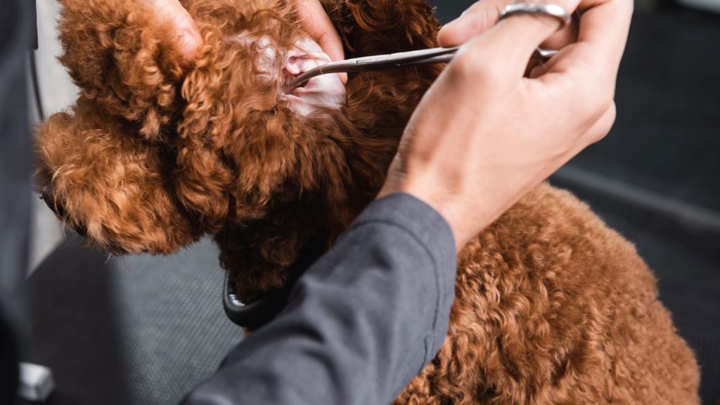A forma mais segura de limpar a orelha do seu cachorro em casa