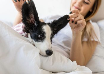 Segundo a ciência as pessoas que deixam o cachorro dormir em cima da cama têm essas características