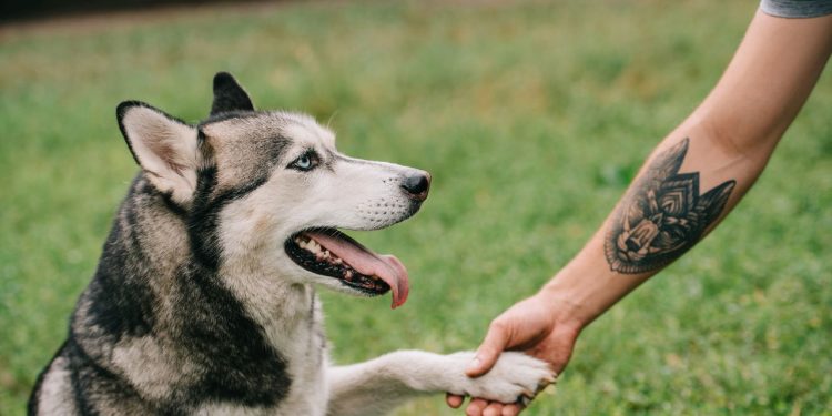 Como descobrir se seu cachorro é canhoto ou destro segundo a ciência