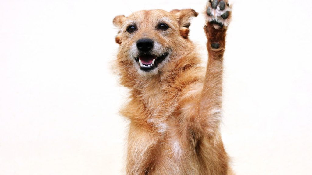 Você sabia que seu cachorro pode ser canhoto ou destro?