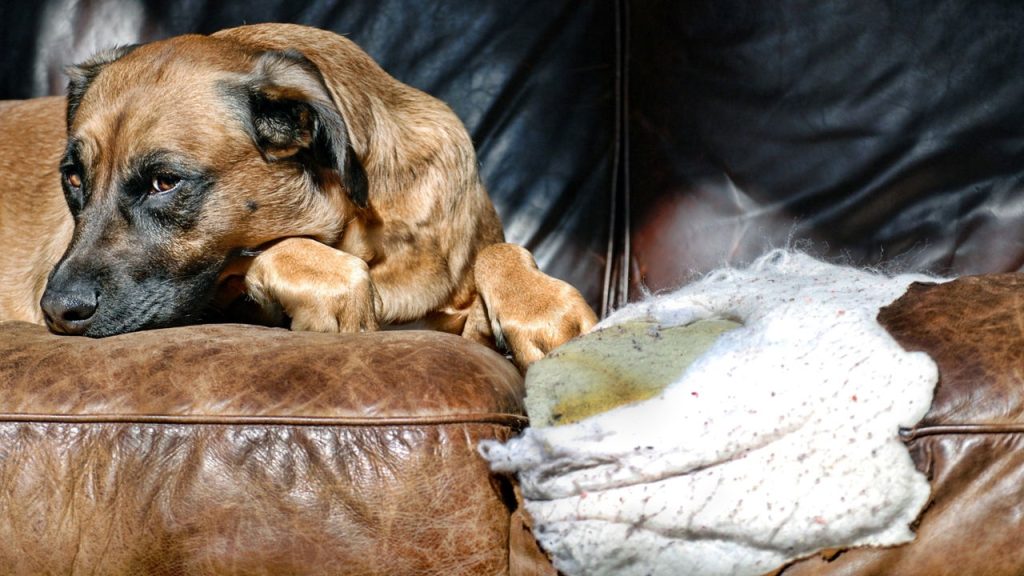 Quanto tempo um cachorro pode ficar sozinho em casa?