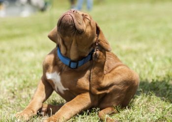 O guia mais completo para proteger seu pet de parasitas no verão