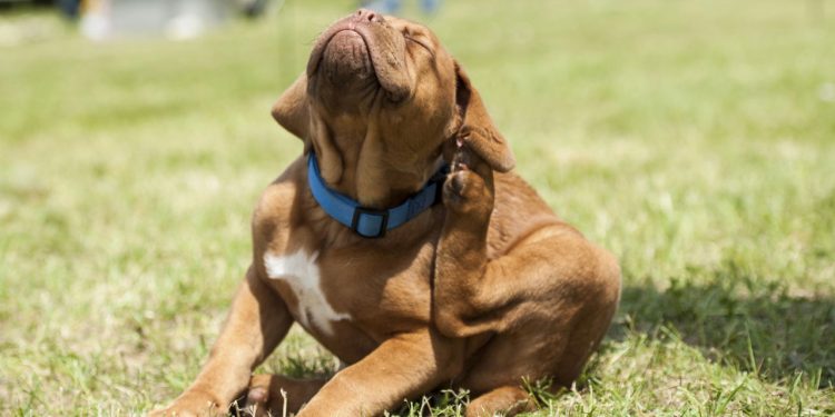 O guia mais completo para proteger seu pet de parasitas no verão