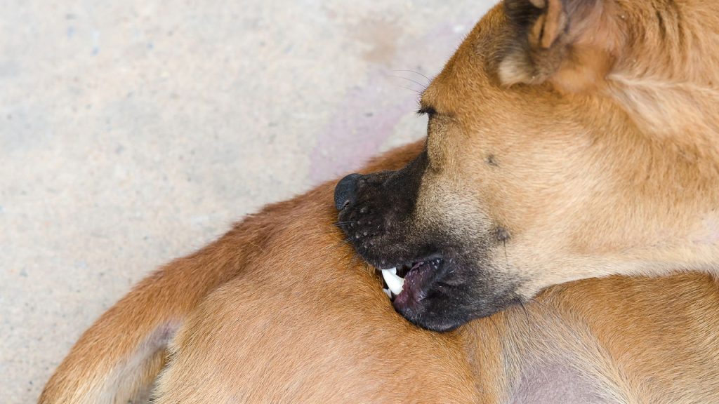 Os truques caseiros mais eficazes para cuidar do seu pet