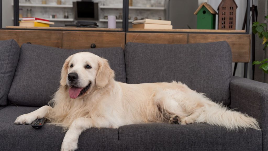 Quais são as raças de cachorros mais fiéis do mundo?