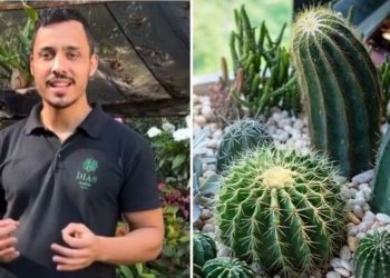 Victor Dias, jardineiro “O segredo para você cuidar do seu cacto”