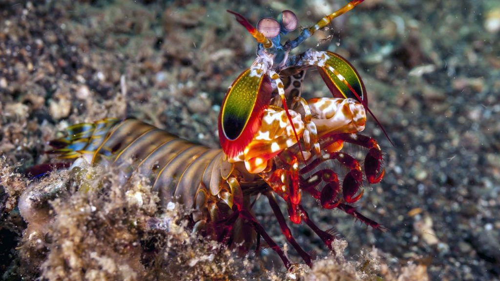 O campeão da velocidade no reino animal cabe na ponta do seu dedo