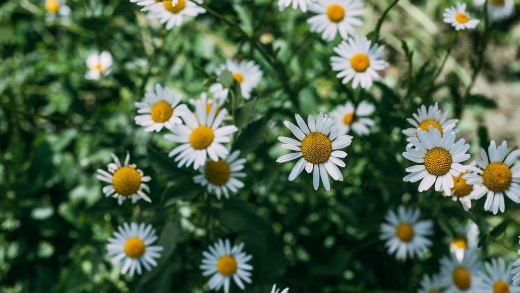 Você vai se surpreender com o poder dessas plantas no seu sono