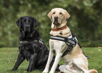 Universidade de Helsinque analisou 13 raças de cães e revelou contrastes marcantes em inteligência, obediência e independência