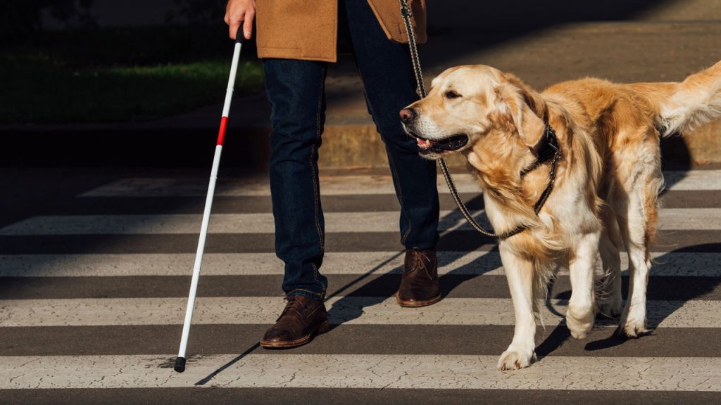 Cães julgam caráter humano ou é só impressão nossa?