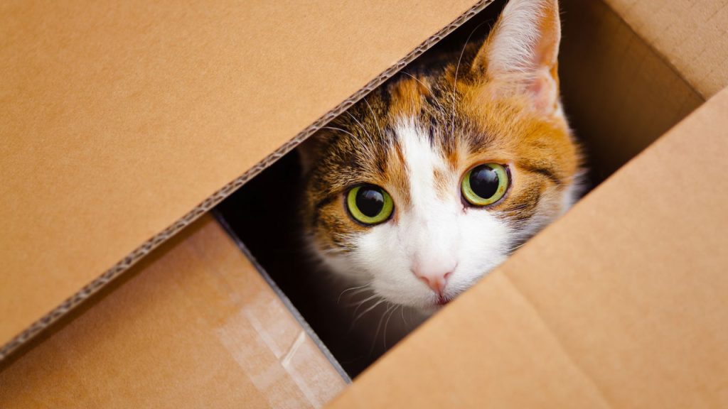 A cena curiosa que revela o instinto mais profundo dos gatos
