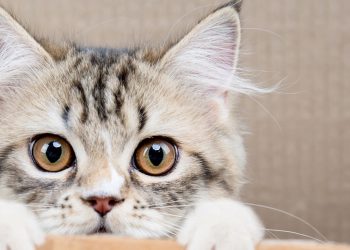 A cena curiosa que revela o instinto mais profundo dos gatos
