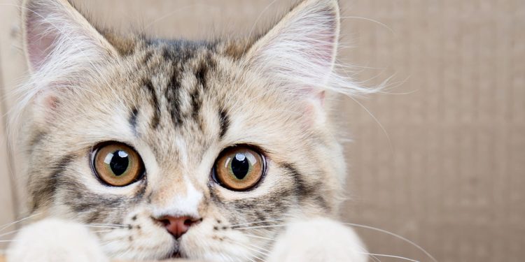 A cena curiosa que revela o instinto mais profundo dos gatos