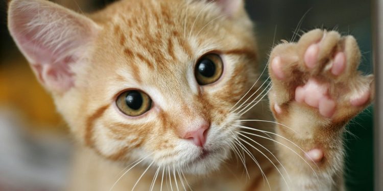 Ronronar de gato nem sempre é felicidade e pode esconder sinais de alerta