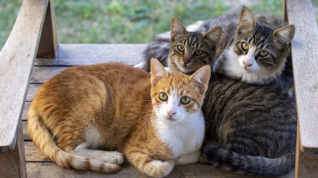 Ronronar de gato nem sempre é felicidade e pode esconder sinais de alerta