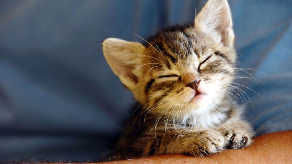 Ronronar de gato nem sempre é felicidade e pode esconder sinais de alerta