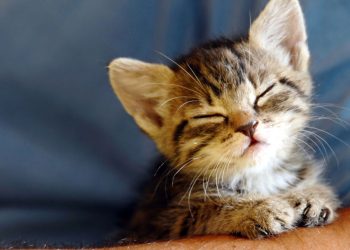 O que o ronronar dos gatos realmente significa em cada situação