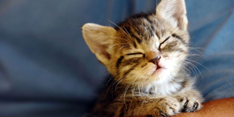 O que o ronronar dos gatos realmente significa em cada situação
