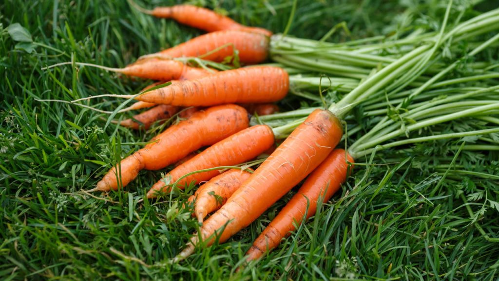 Poucos sabem que esses vegetais crescem rápido mesmo em pouco espaço