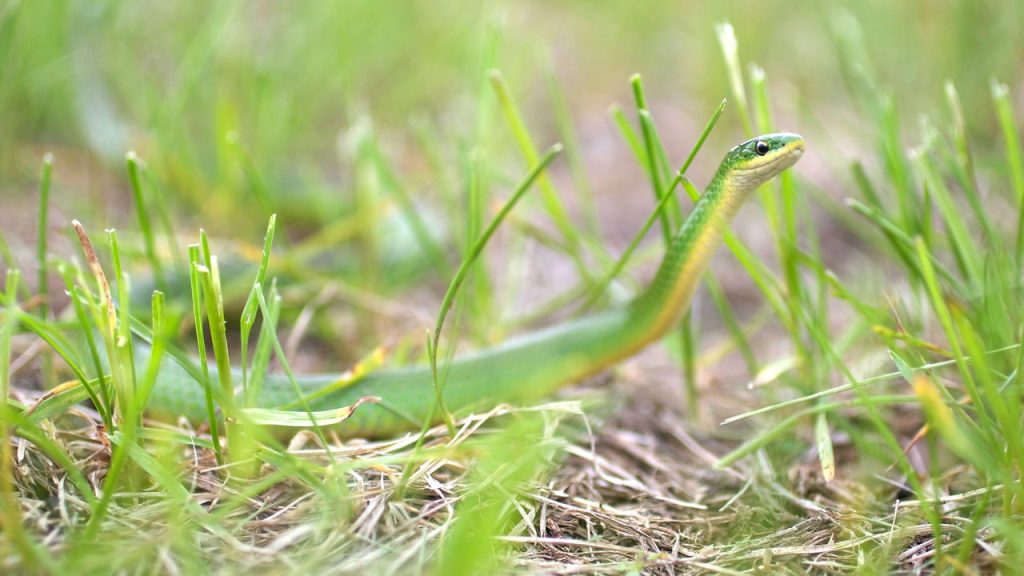 cobras
