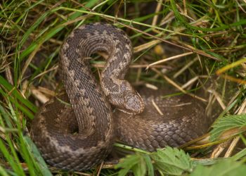 Saiba como identificar se existem cobras no seu jardim