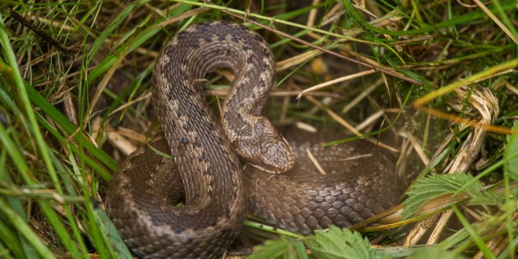Saiba como identificar se existem cobras no seu jardim