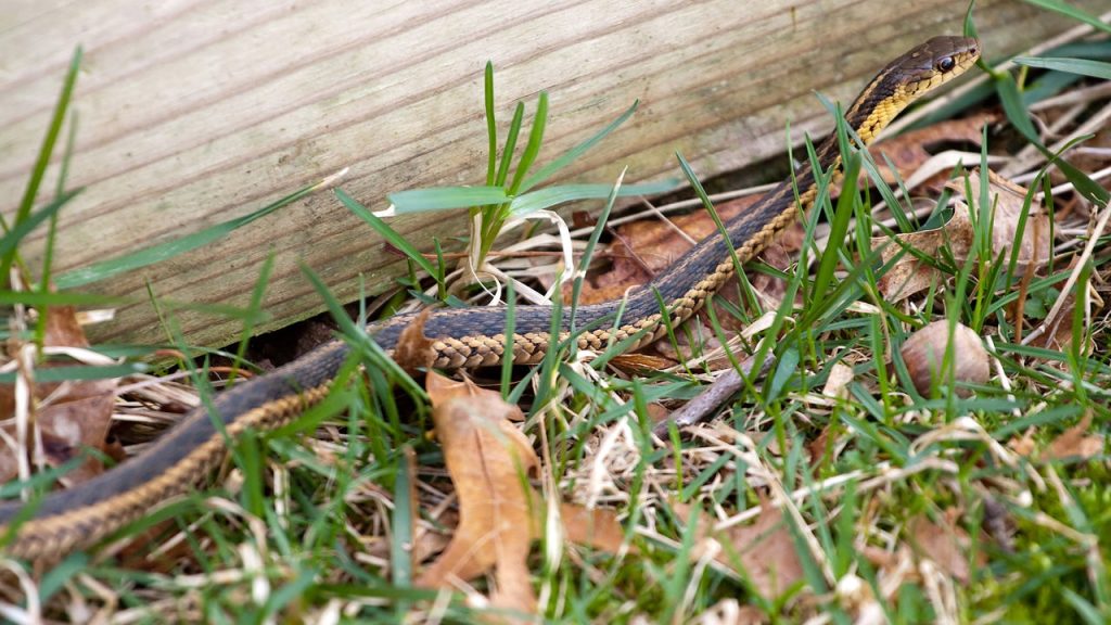 Cobras