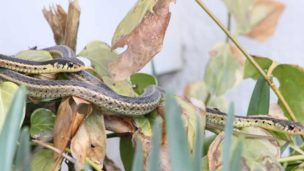 cobras