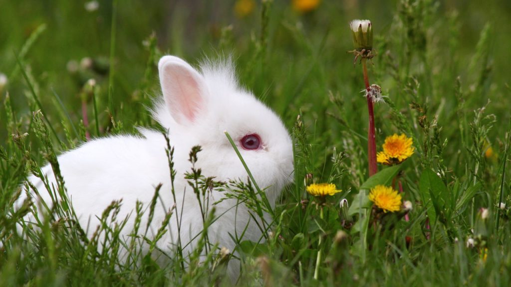 Qual animal você seria segundo a sua data de nascimento?