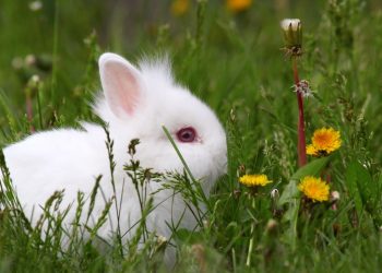 Qual animal você seria segundo a sua data de nascimento?
