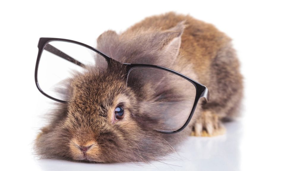 Qual animal te representa segundo a sua data de nascimento?